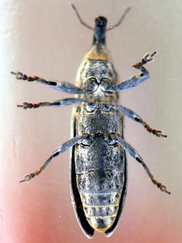 Lixus juncii